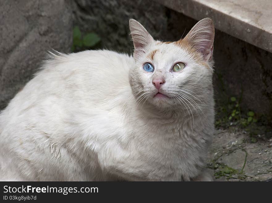 A cat with differente color of the eyes. A cat with differente color of the eyes