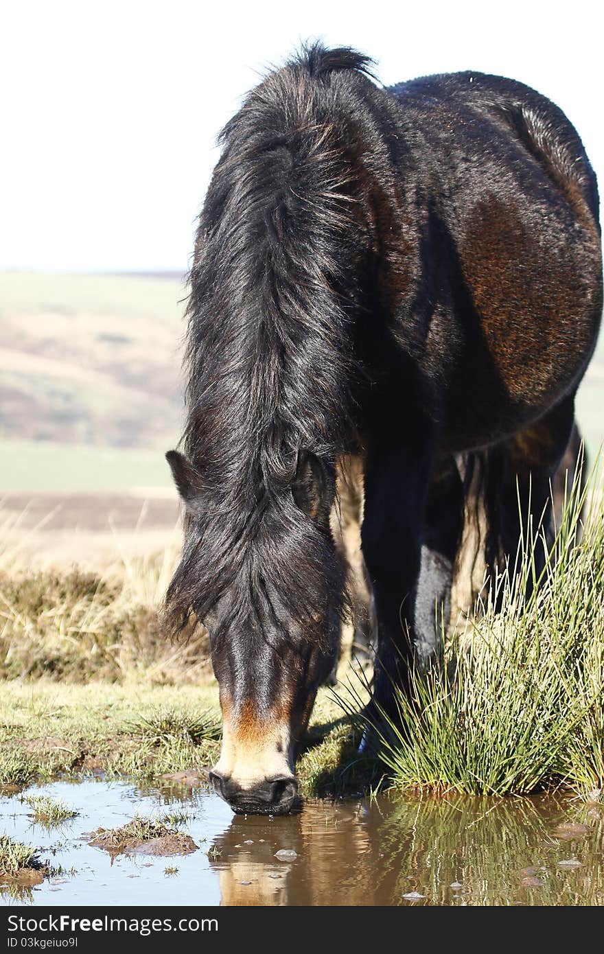 Dartmoor pony drinking from a puddle. Dartmoor pony drinking from a puddle