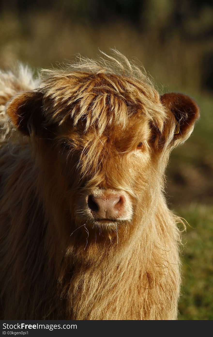 Dun Highland Calf