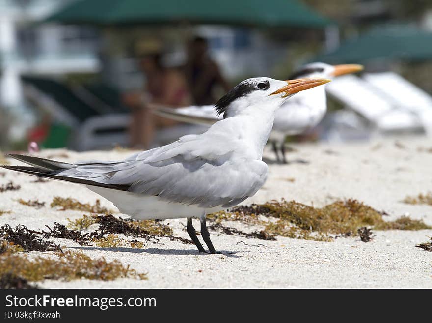 Sunbathe Terns