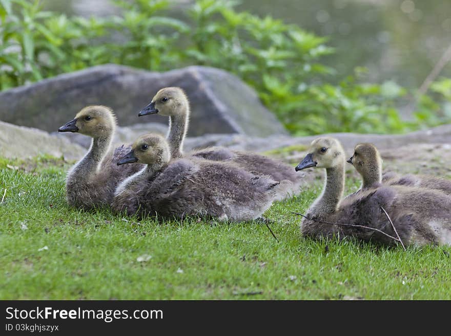 Canada Goose (Branta canadensis)