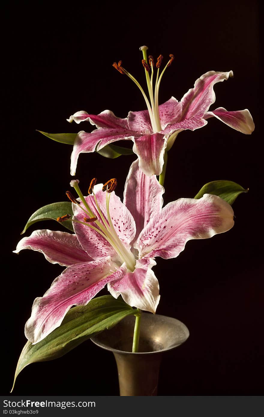 Lilium Stargazer