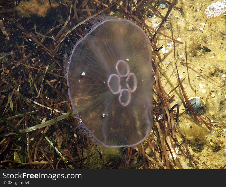 Close view of a Jellyfish in the bottom of the sea ocean