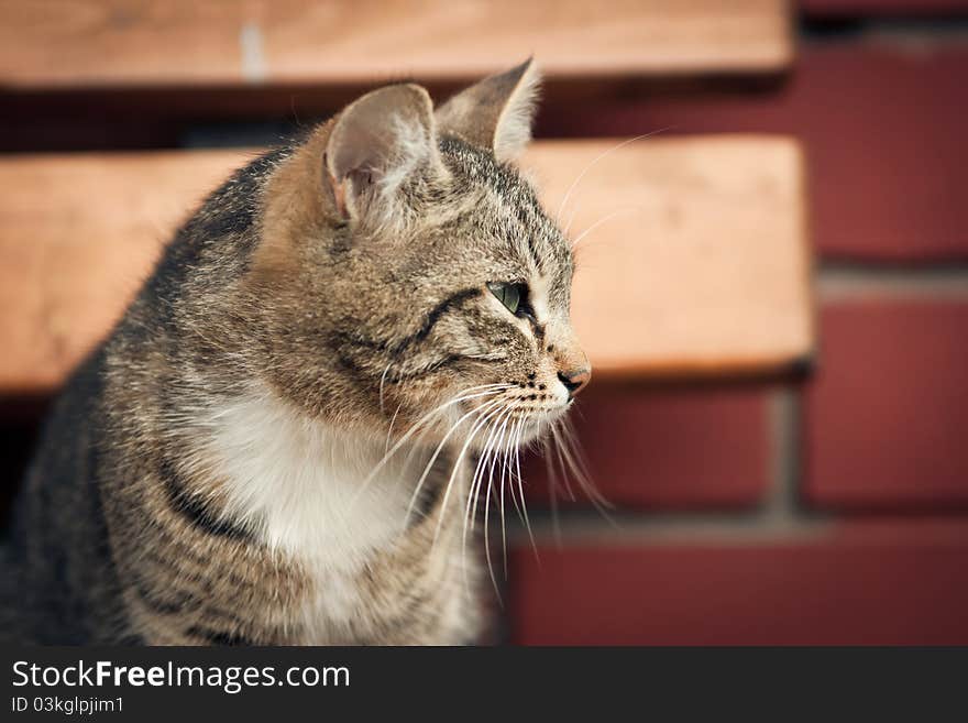 Gray cat against a brick wall. Gray cat against a brick wall