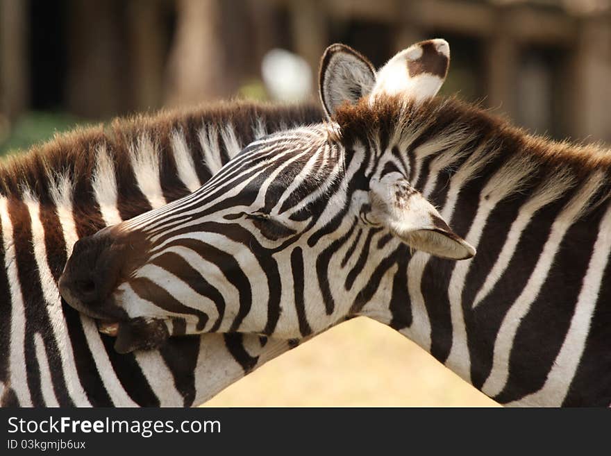 Zebras in national park. Ngoro-ngoro crater. Tanzania. Zebras in national park. Ngoro-ngoro crater. Tanzania.