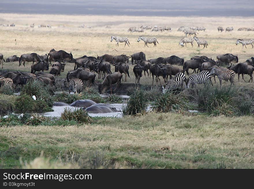 Waterhole in national park. Ngoro-ngoro crater. Tanzania.