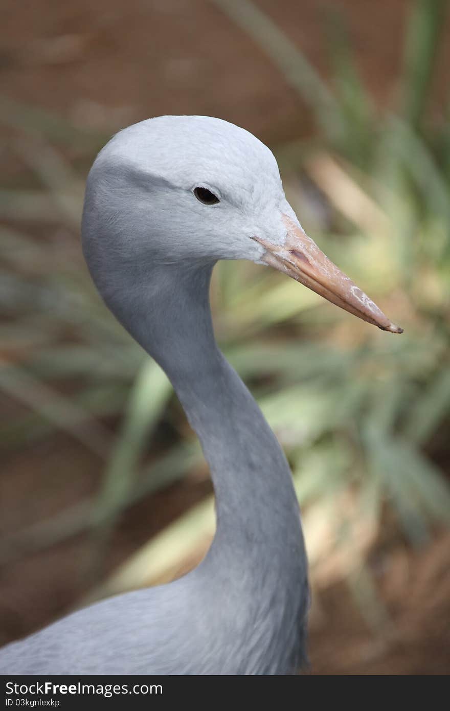 Heron in national park in South Africa. Heron in national park in South Africa