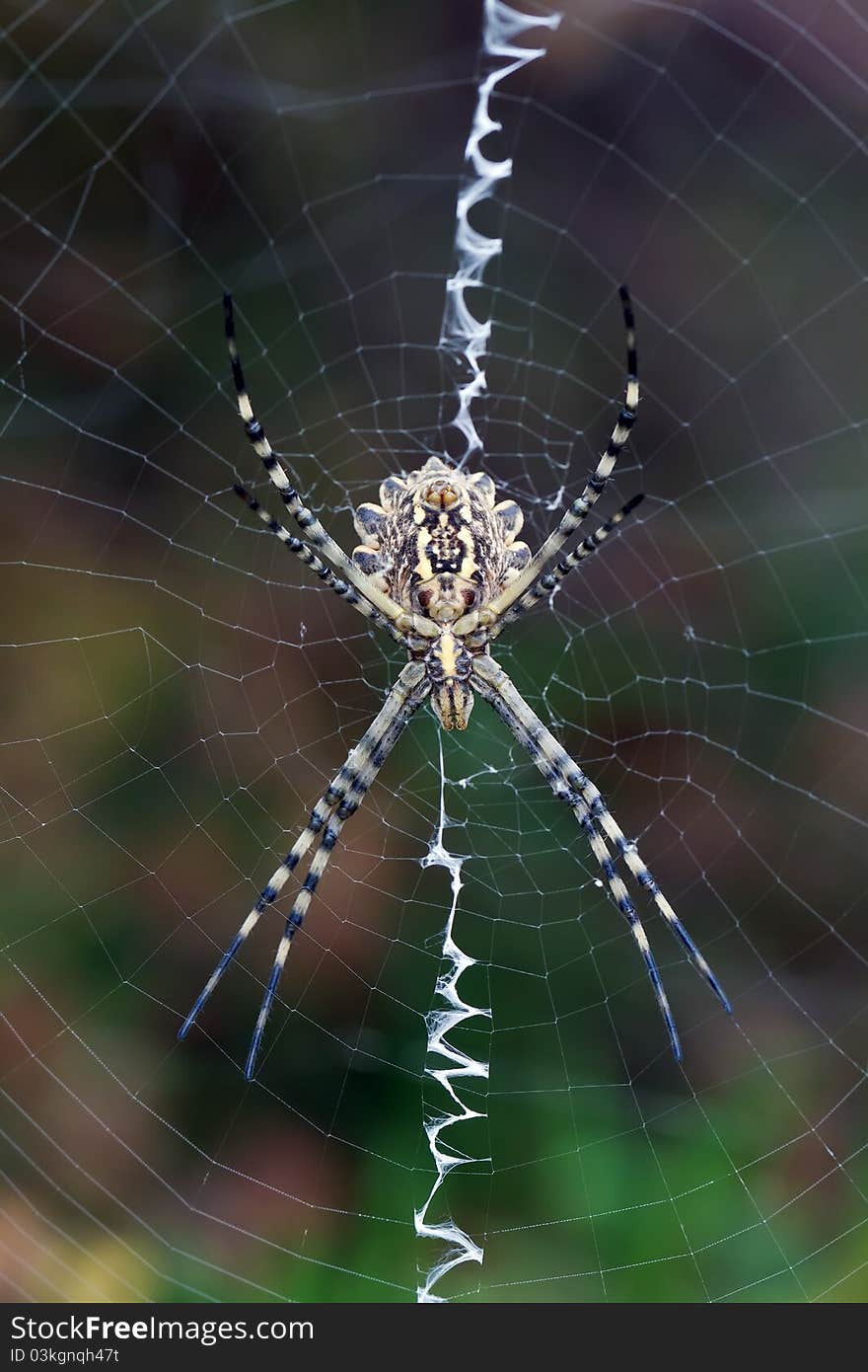 Argiope Lobata