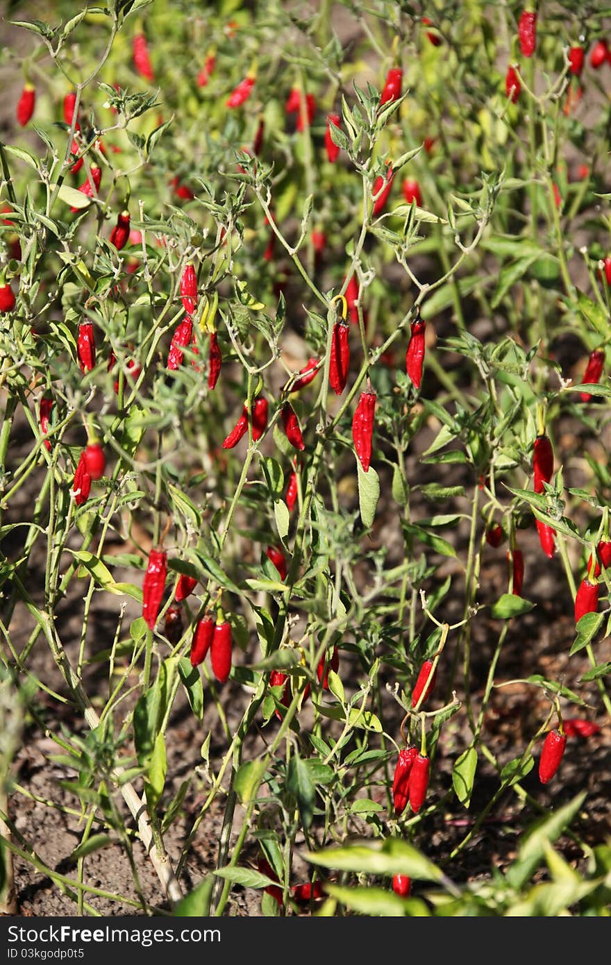 Red Chillies