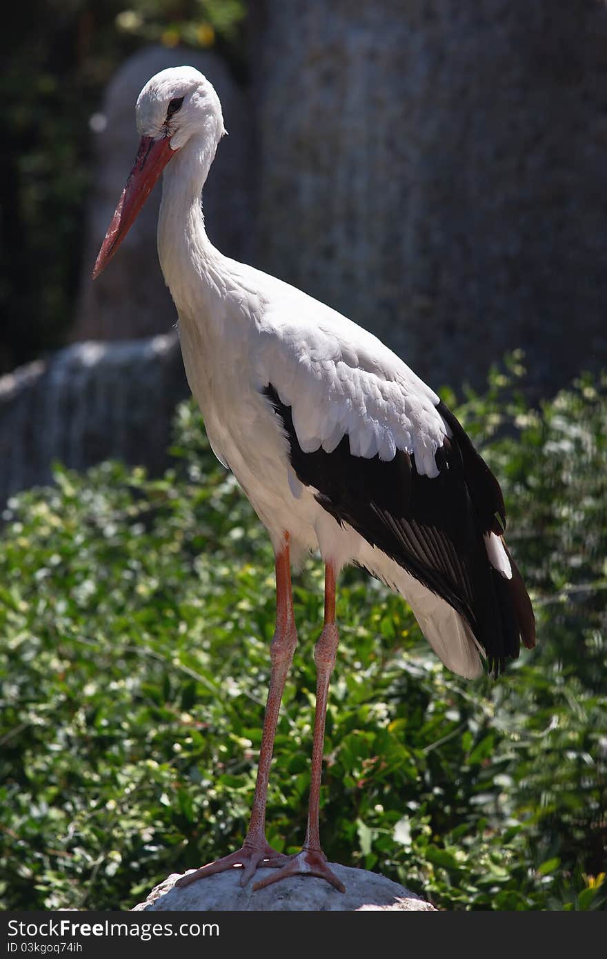 The Stork standing in green nature