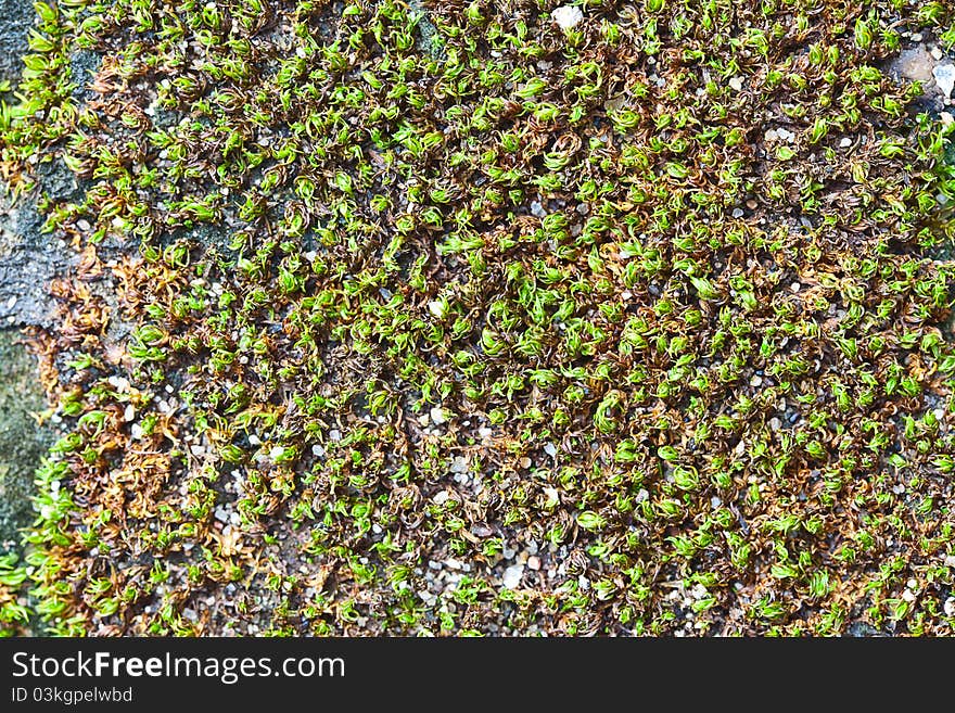 Ground area with a moss and grass