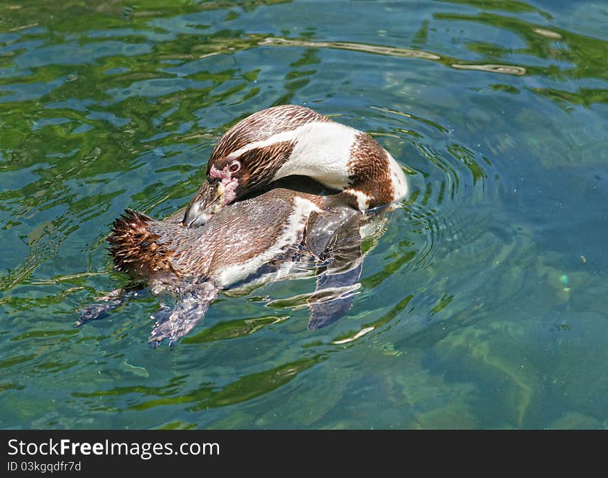 The humboldt penguin swimming in the sea