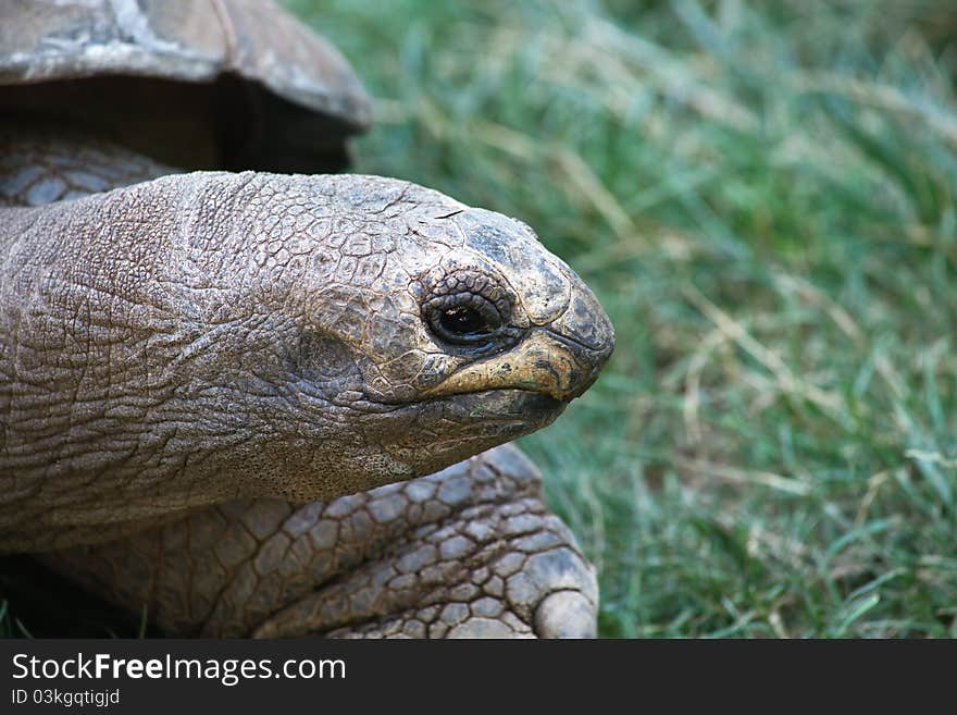 The giant turtle on green grass background