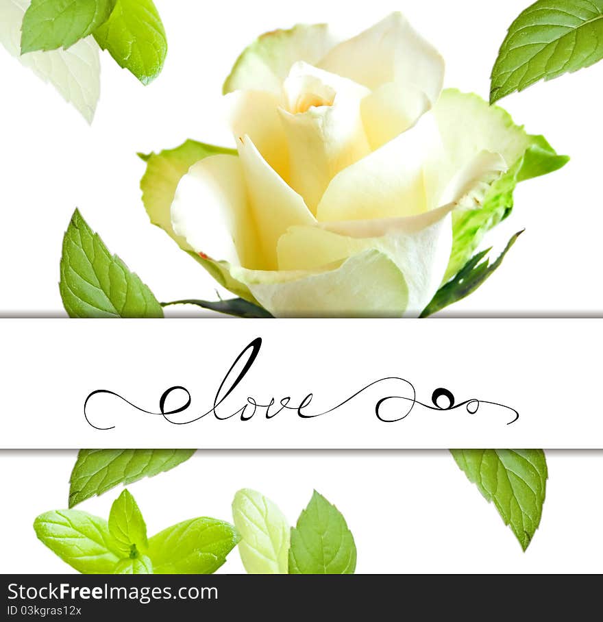 Decorative card with rose flower