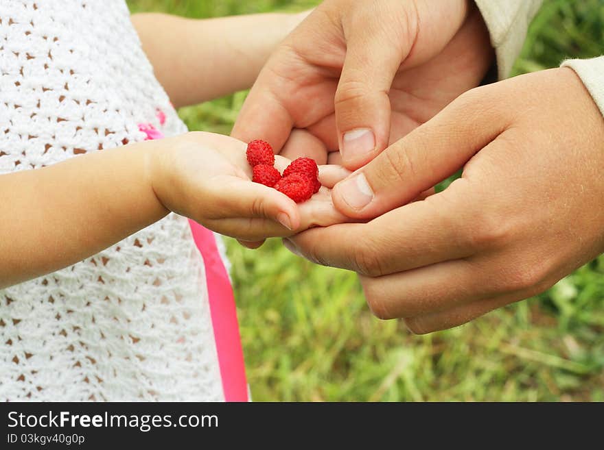 Daughters and fathers hands carrying berries. Daughters and fathers hands carrying berries