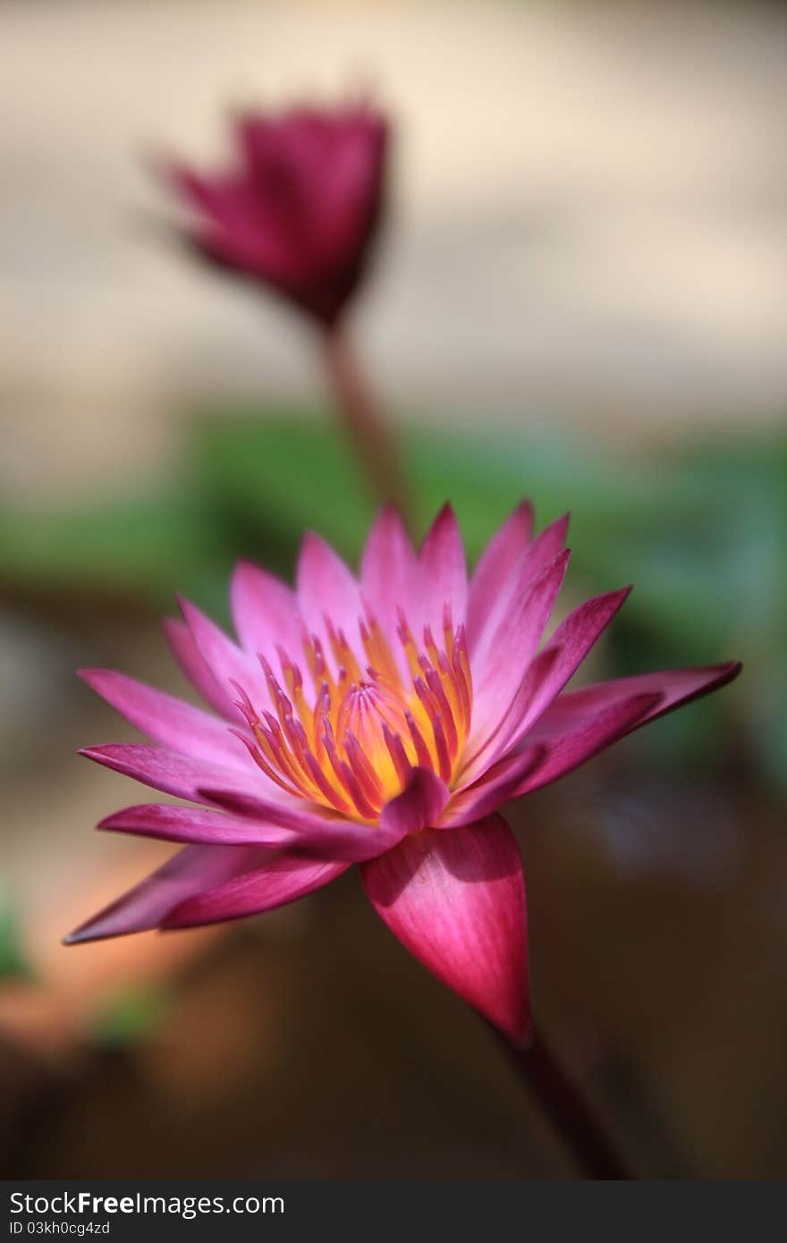 Pink water lilly blooming in the morning. Pink water lilly blooming in the morning