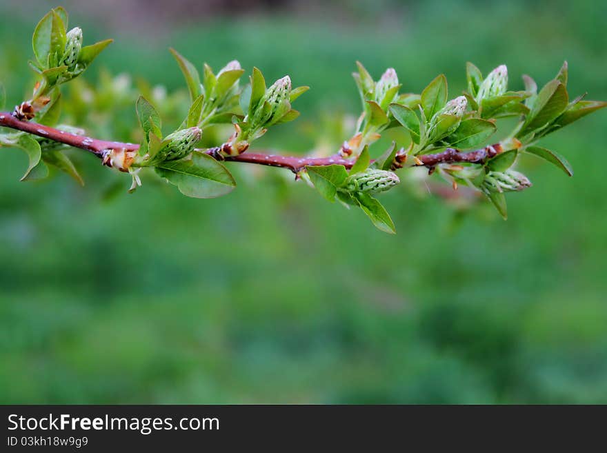 Twig Tree