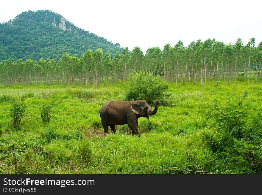 The elephant in the meadow.