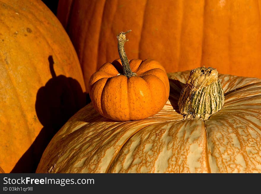 Small and large pumpkins to take home for pies and art