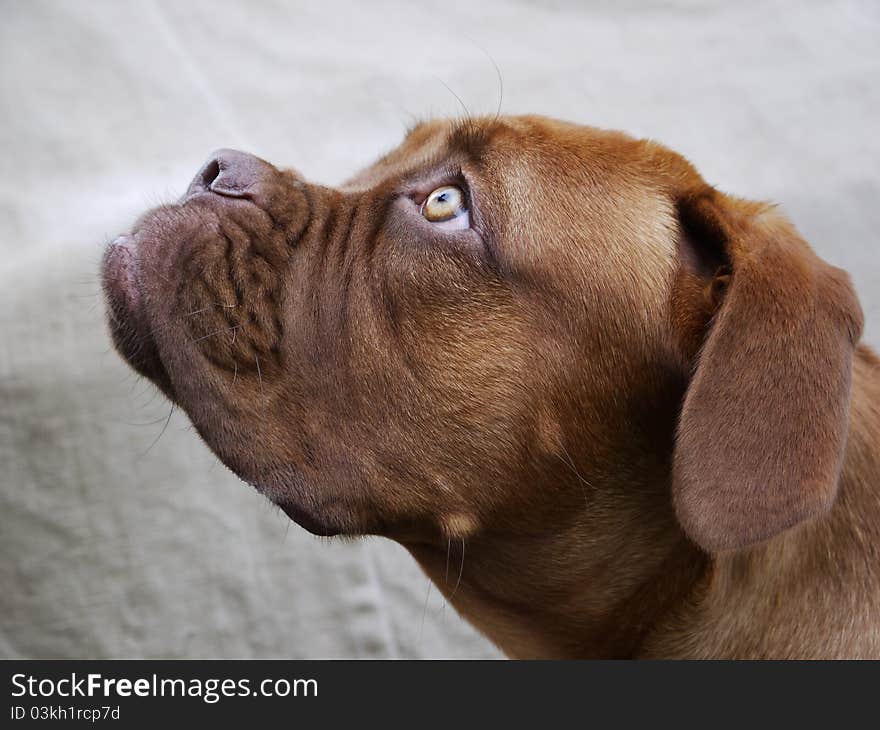 Bordeaux mastiff looks at the host. Bordeaux mastiff looks at the host