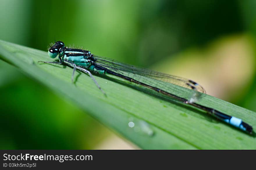 Coenagrion puella on a leaf