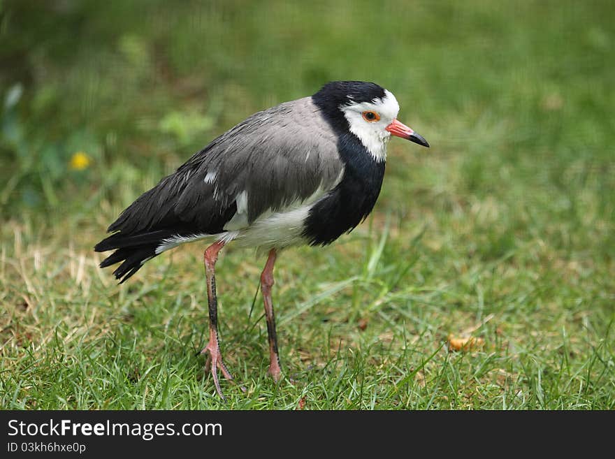 Long-toed lapwing