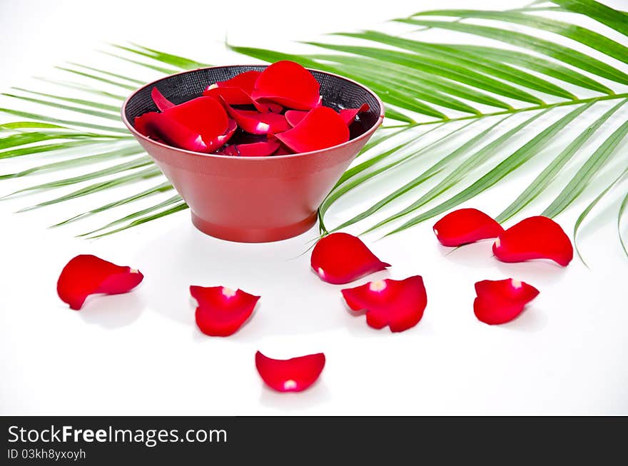 Red Roses with plate of flowers on white background. Red Roses with plate of flowers on white background