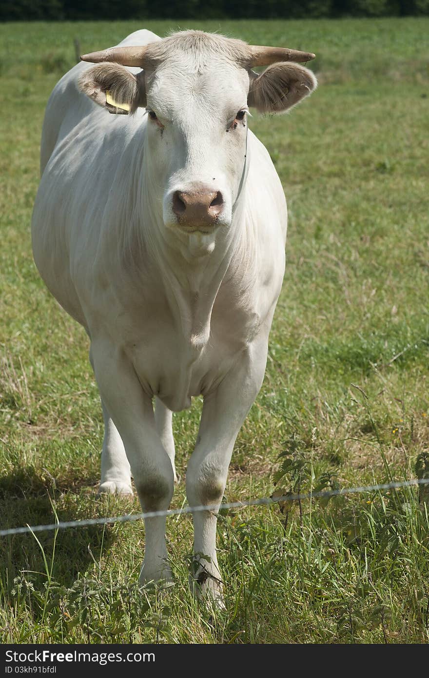 White cow looing to camera