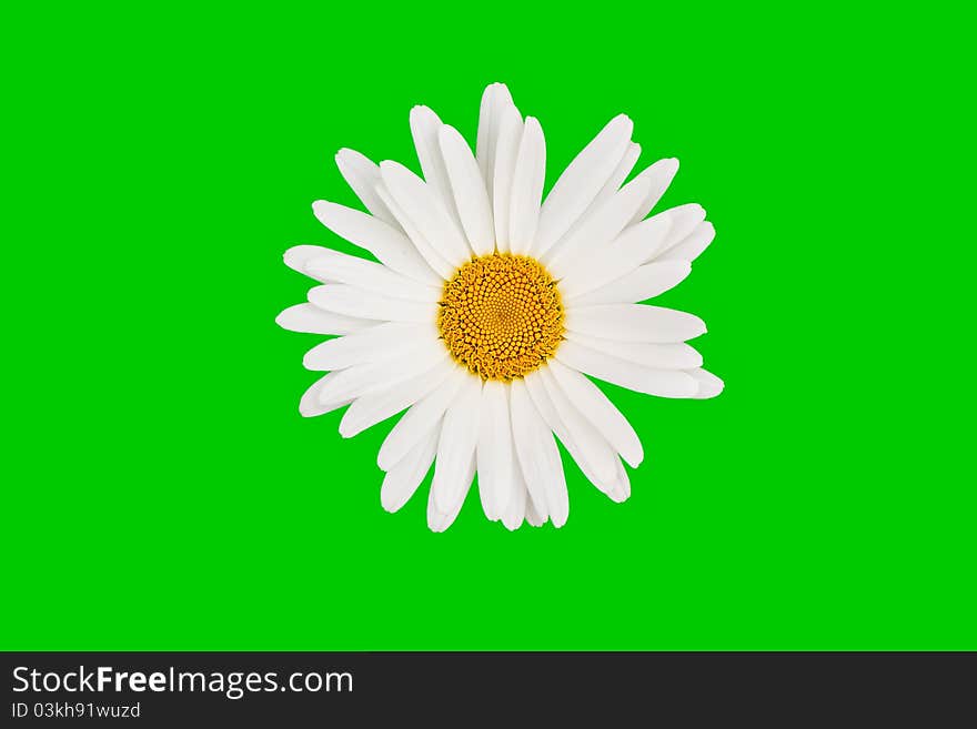 Isolated chamomile