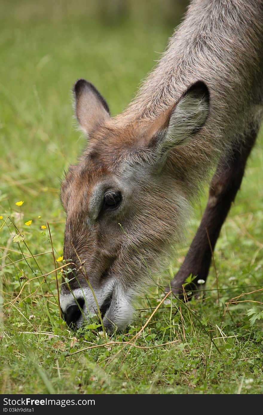 Waterbuck