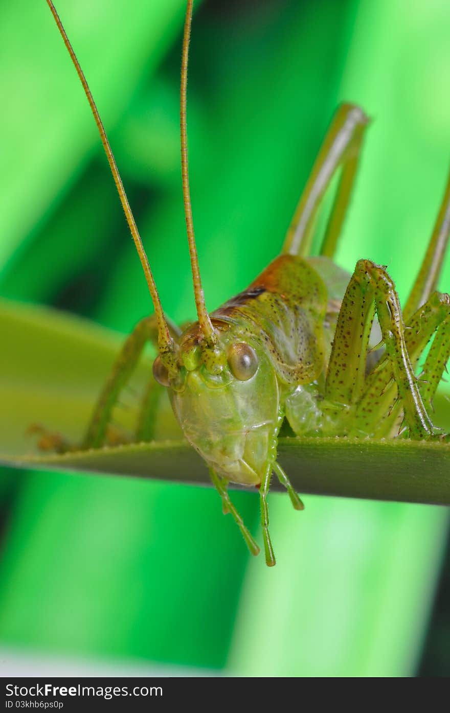 Grasshopper