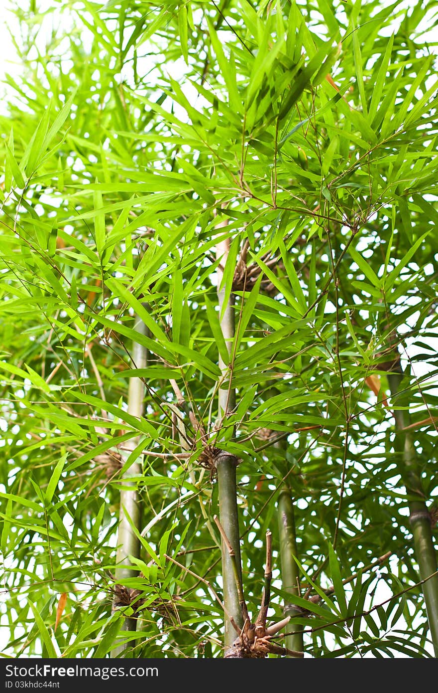 Bamboo Trees In The Garden