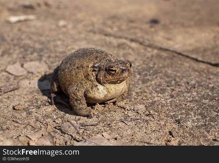 The big exaggerated brown frog