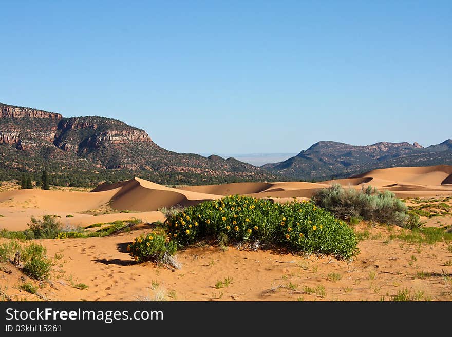 Pink Coral Sand Dunes