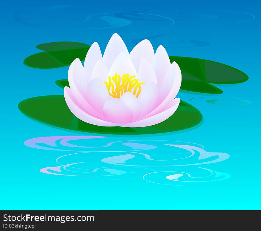 Pond with a pink water lily and a ripples on water