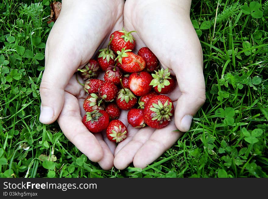 Girl's cupped hand of fresh strawberries on the grass.