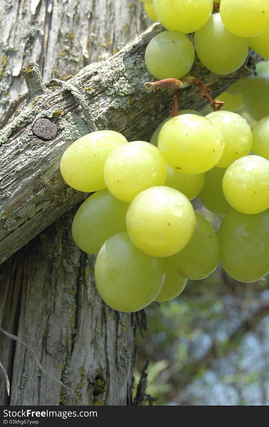 Green grapes on vine after rain with rustic looking nail and rope