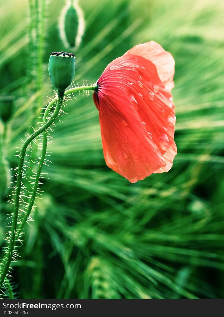 Red poppy with drops and green grass. Can be used as conceptual image for sadness and melancholy.