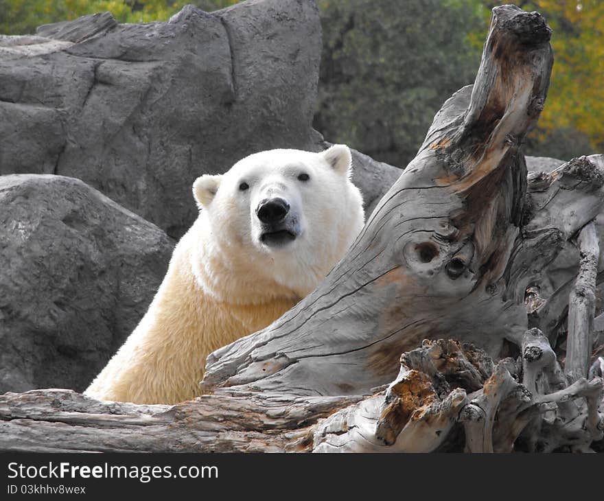 Polar Bear