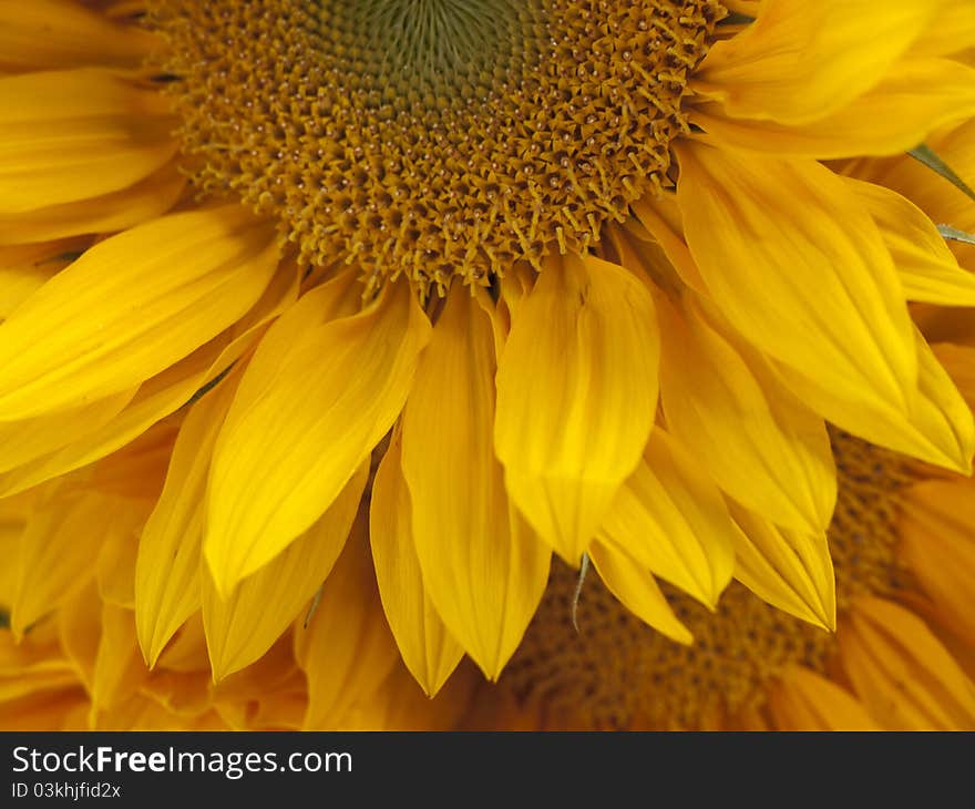 Sunflower up close - ready for summer