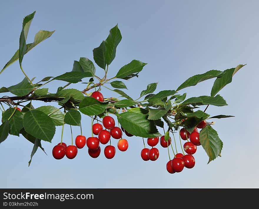 Fruits Of A Cherry