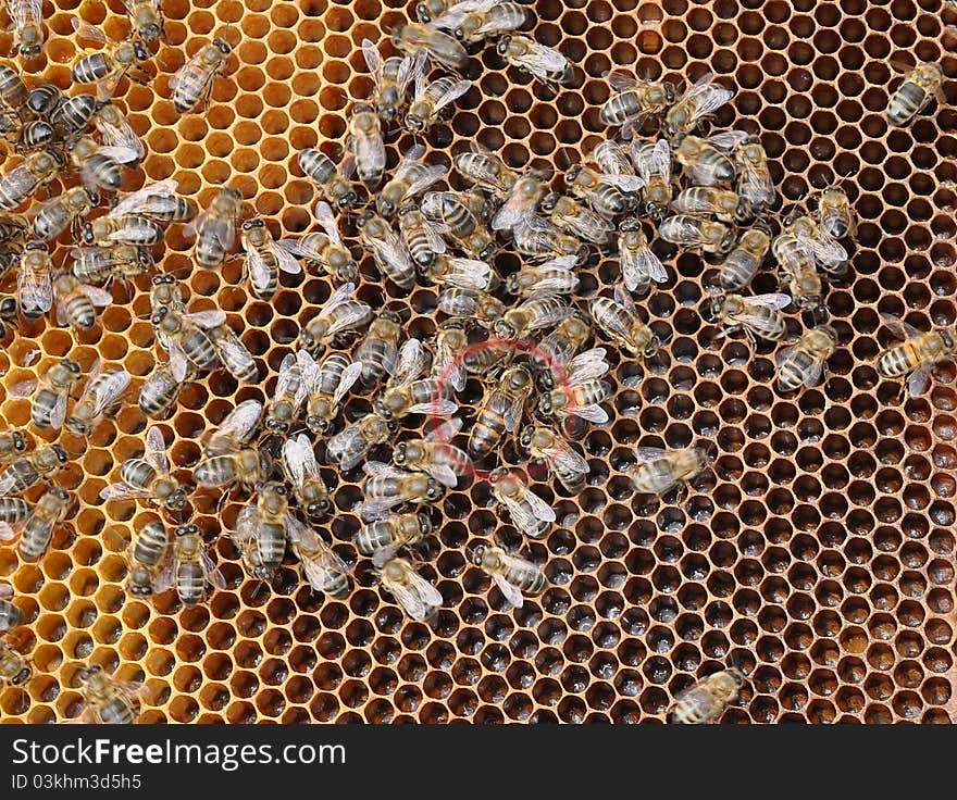 Queen bee and bees creep on a framework in a beehive