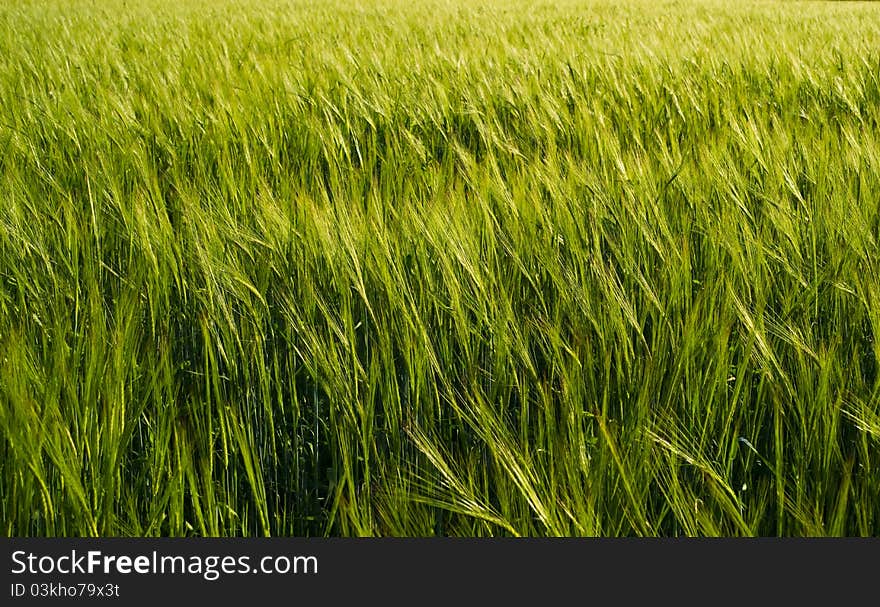 Green Field