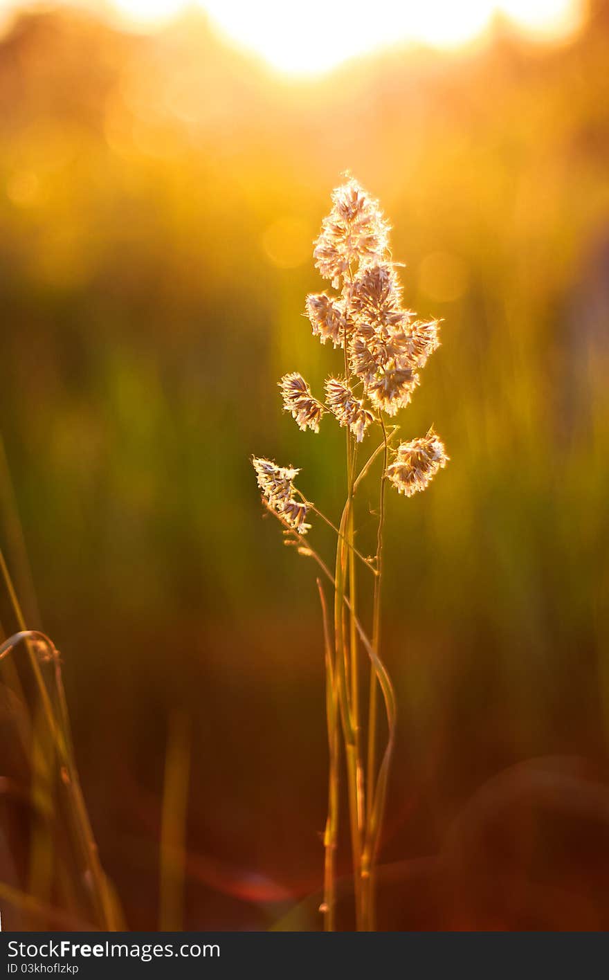 Sunset Plant