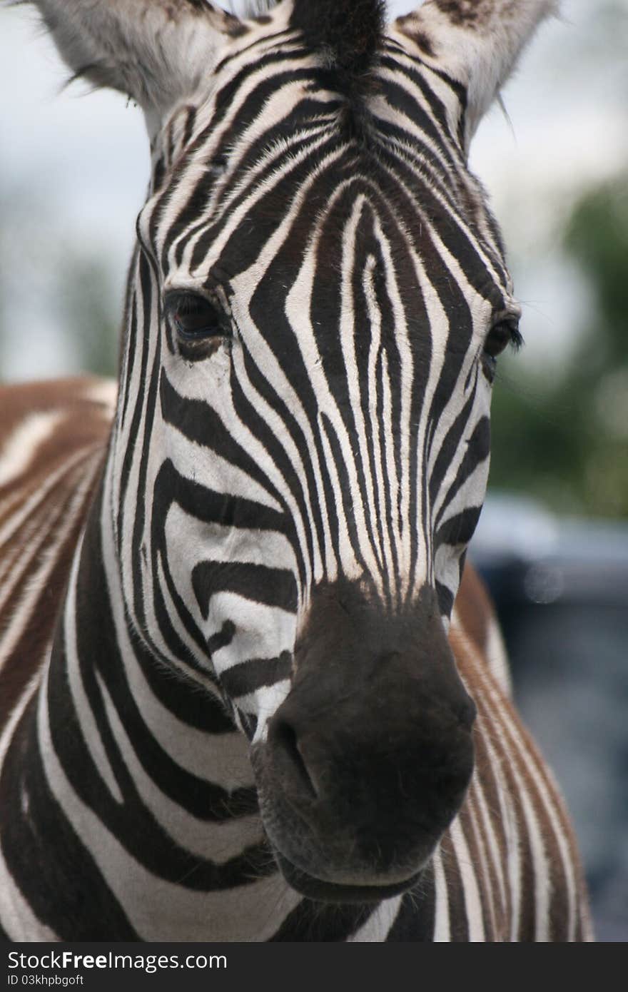 A Zebra with some beautiful markings poses for the camera. A Zebra with some beautiful markings poses for the camera