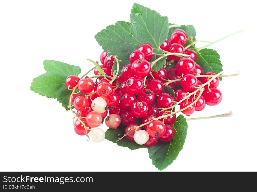 Red currant on white background.