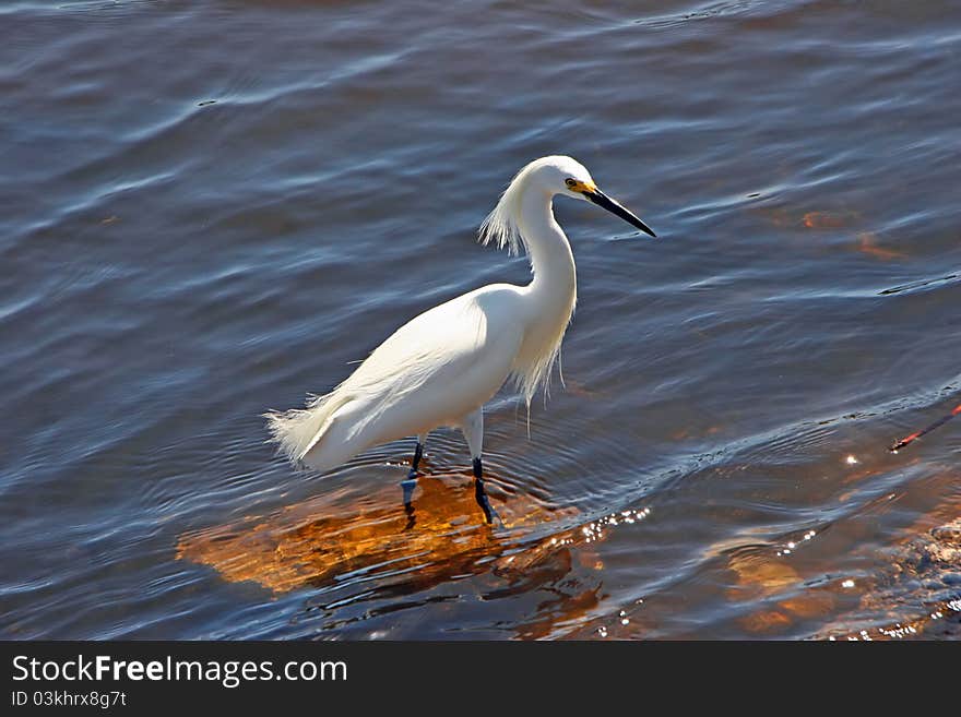 Snowy Egret