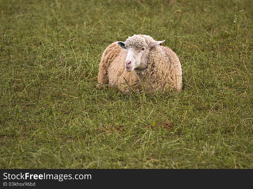 Sheep lying in a green field