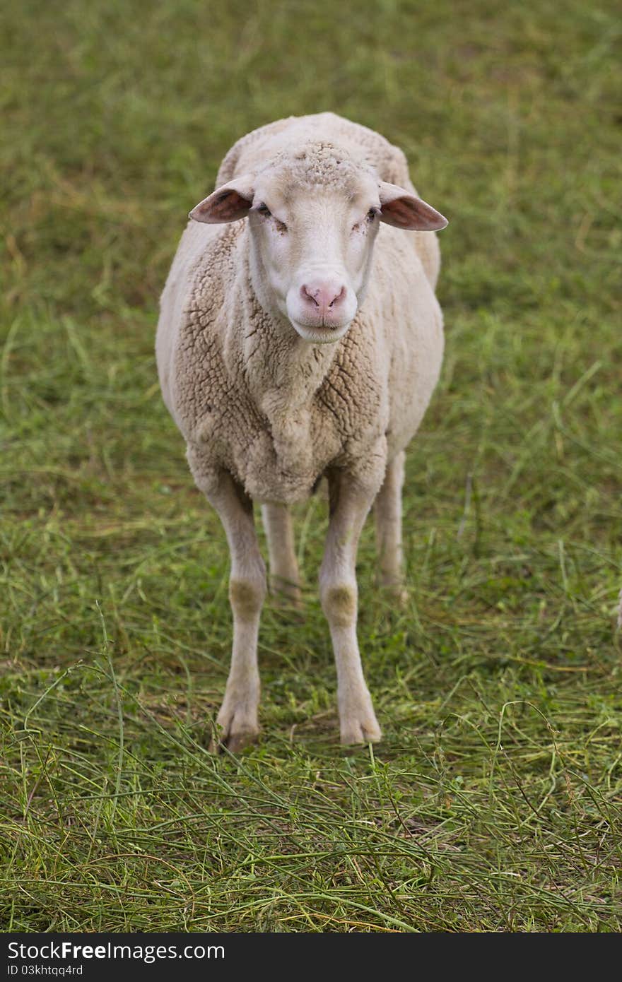 Shorn ewe standing in a lush green field. Shorn ewe standing in a lush green field.