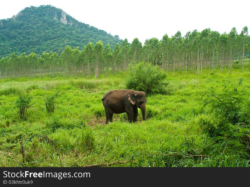 The elephant in the meadow.